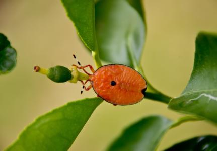 bug, 昆虫, 橙色, 椭圆形, 光明, 椴树, 昆士兰州