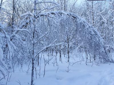 雪, 电弧, 森林, 冬天, 感冒, 自然, 树木