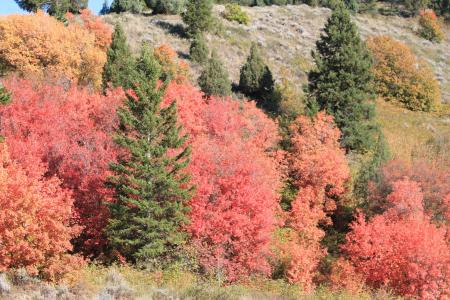 秋天, 蒙大拿州, 美国, 自然
