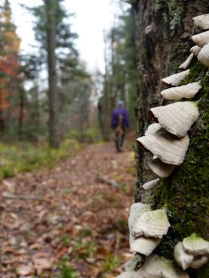 北方森林, 蘑菇, 徒步旅行, 秋天