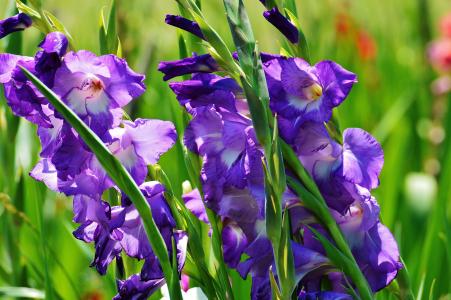 唐菖蒲, 蓝色, 夏季, 紫色, 自然, 花, 成长
