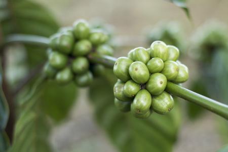 咖啡, 咖啡豆, 被咖啡, 绿色咖啡, 绿色的叶子, 苏门答腊咖啡, 农业