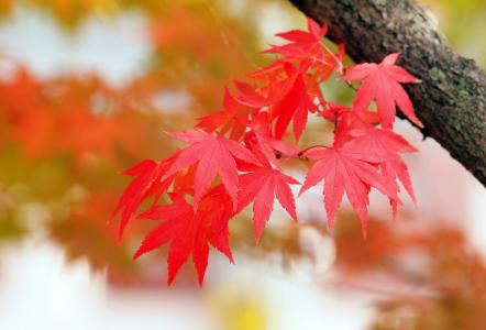 红叶, 枫树, 秋天, 叶, 更改, 枫叶, 槭树