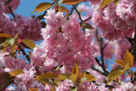 日本樱花, 樱桃, 观赏樱桃, 开花, 绽放, 关闭, 粉色