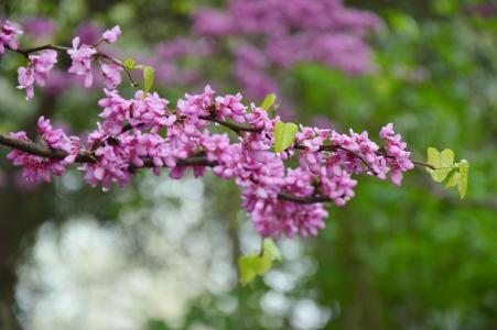 中国紫荆, 犹大树, 花, 紫色, 绽放, 心, 叶子