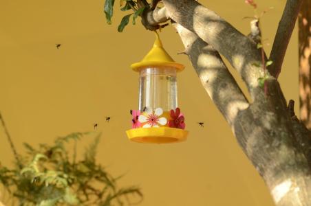 饮用喷泉蜂鸟, 蜜蜂, 花蜜, 自然