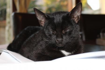 黑色, 小猫, 猫, 睡眠, 宠物, 家猫, 黑猫