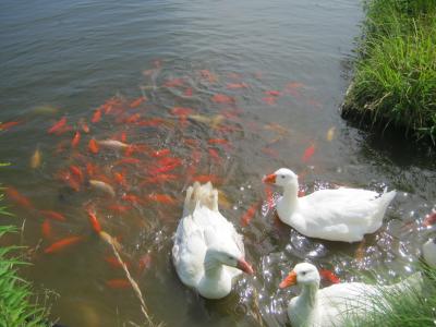 白鹅, 金鱼, 池塘, 鱼, 夏季, 橙色, 白色