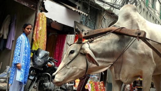 母牛, 新德里, 印度, 工作, 的负担, 疲劳, 汽车