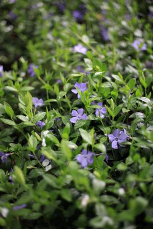 长春, 药草, 紫色, 绿色背景, 5花瓣, 春天, 自然