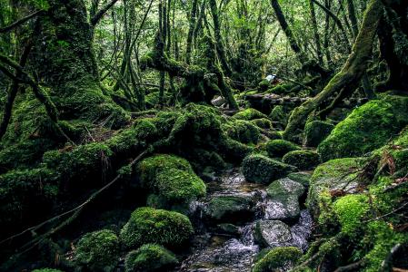 屋久岛, 绿色, 自然, 自然遗产, 神秘, 森林, 自然