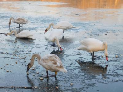 天鹅, 白天鹅, 水鸟, 湖, 结冰的湖面, 冻结, 冰
