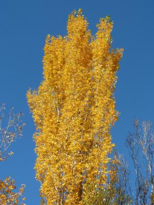 杨树, 黄色的树叶, 树叶飘零, 秋天, 白杨