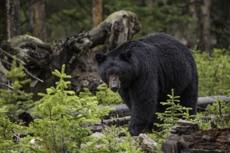 黑熊, 伍兹, 野生, 野生动物, 户外, 自然, 捕食者