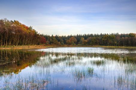 湖, 树木, 秋天, 反思, 自然, 景观, 风景名胜