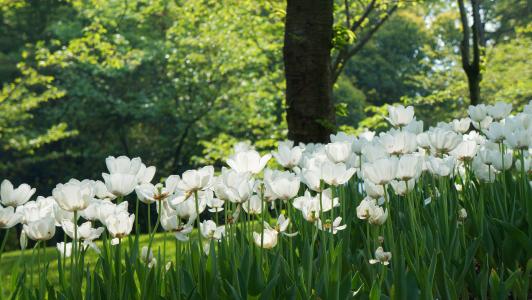 杭州, 郁金香, 太子湾, 白色的花, 花园, 自然, 绿色