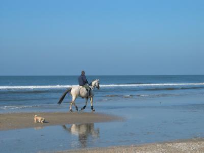 马, 模具, 车手, 狗, 海滩, 海, 沙水