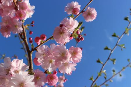 樱花, 樱花, 日本的樱花树, 粉色, 春天, 树, 樱桃