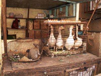 市场摊位, 野兔, 鹅, 鸡蛋, 笼子里, 雅温得, 喀麦隆
