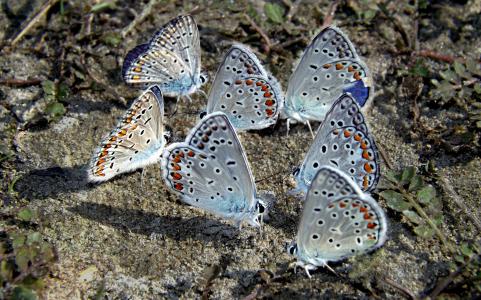蝴蝶, 蓝色, 休息, 着色, 昆虫纲, 自然