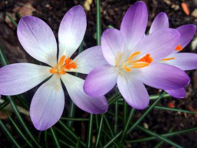 番红花, 鸢尾, 紫色, 春天, 植物, 自然, 花