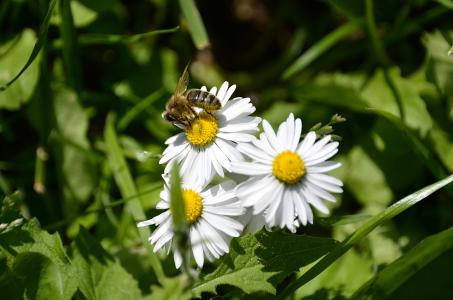 玛格丽特, 蜜蜂, 白色的花, 牧草, 传粉者, 植物, 花粉