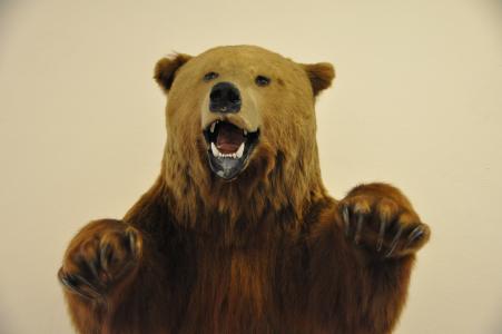 熊, 灰熊, 博物馆, 老, 毛绒玩具, 动物群, 展览