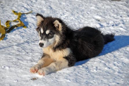 格陵兰岛, 格陵兰的狗, 狗, 雪, 一种动物, 寒冷的温度, 冬天