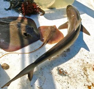 鲨鱼, 抽筋-鱼, 鱼类, 鱼, 圣西蒙斯岛