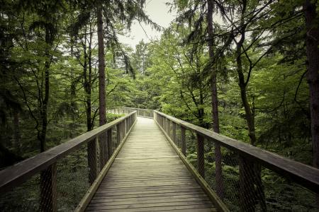 桥梁, 夏时制, 环境, 森林, 绿色, 徒步旅行, 景观