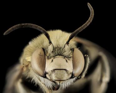 蜜蜂, anthophora 蒙大拿州, 宏观, 传粉者, bug, 昆虫, 翅膀