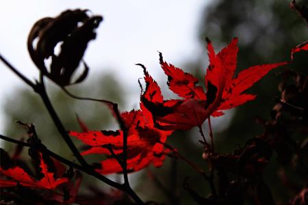 针叶枫, 秋天的树叶, 红色, 秋天的颜色, 枫树, 秋天的色彩, 叶子
