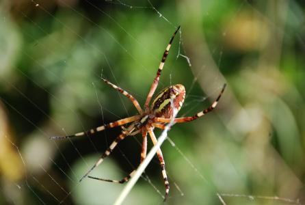 蜘蛛, 自然, 昆虫, 自然, 蛛形纲动物, web, 绿色