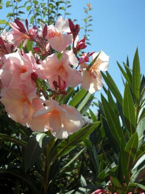 夹竹桃, 粉色, 一种观赏灌木, 布什, 开花, 绽放, 花