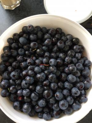 蓝莓, 采摘莓果, 蓝莓桶