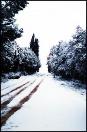 雪, 内华达州, 积雪的路上, 树木, 冬天, 景观, 感冒