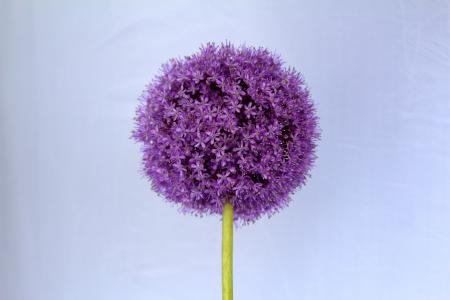 葱属, 紫色, 球, 花, 关闭, 开花, 绽放