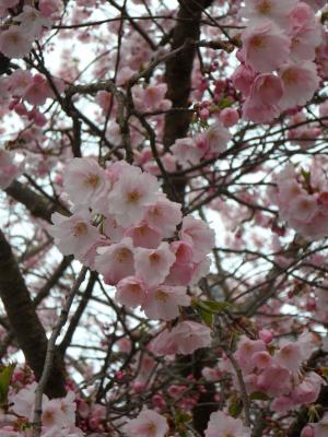 开花, 绽放, 花, 花树, 粉色, 春天, 观赏樱桃