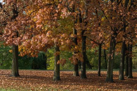 秋天, 干枯的落叶, 自然, 红色, 秋天森林公园, 都灵, 公园