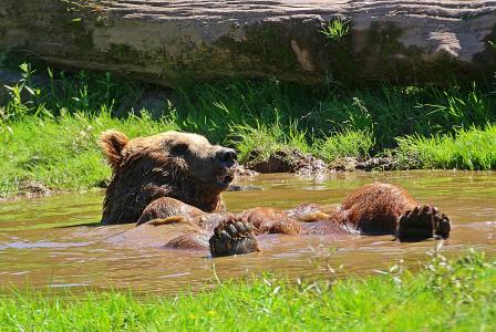 熊, 水水坑, 洗澡, 刷新自己, 降温, 放松, 休眠状态