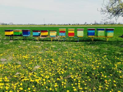ul, 乌勒, 加拿大安大略省, 蜜蜂, 蜂蜜, 草甸, 蒲公英