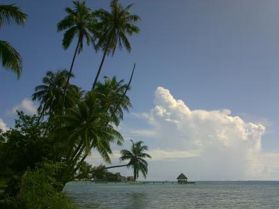 椰子, 环礁湖, 波利尼西亚