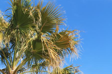 棕榈泉, 棕榈树, 沙漠, 天空, 棕榈, 热带, 蓝色