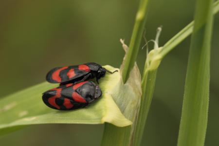froghopper, 昆虫, 蝉, 红色, 黑色五颜六色, 关闭, 自然