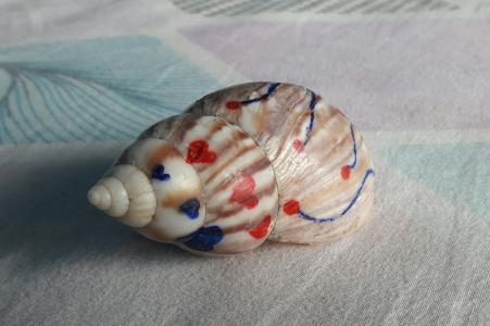 海螺, 装饰, 壳, 设计