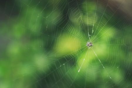 bug, 绿色, 昆虫, 蜘蛛, 蜘蛛网, web, 蜘蛛网
