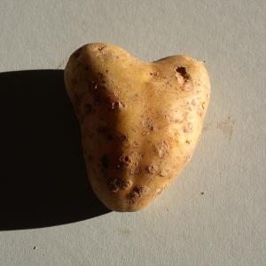 心, 爱, 符号, 马铃薯, 块茎