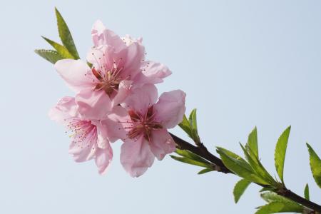 桃花开, 粉色, 小学, 春天, 粉红色的花瓣, 一节, 树