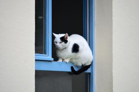 猫, 窗口, 黑色和白色的猫, 房子, 蓝色, 猫科动物, 宠物