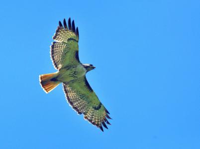 红尾鹰, 飞行, 鸟, 飞行, 猛禽, 野生动物, 自然